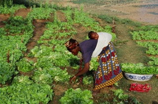 Le Magazine du 16 Octobre 2015 : les femmes rurales font l’économie rurale