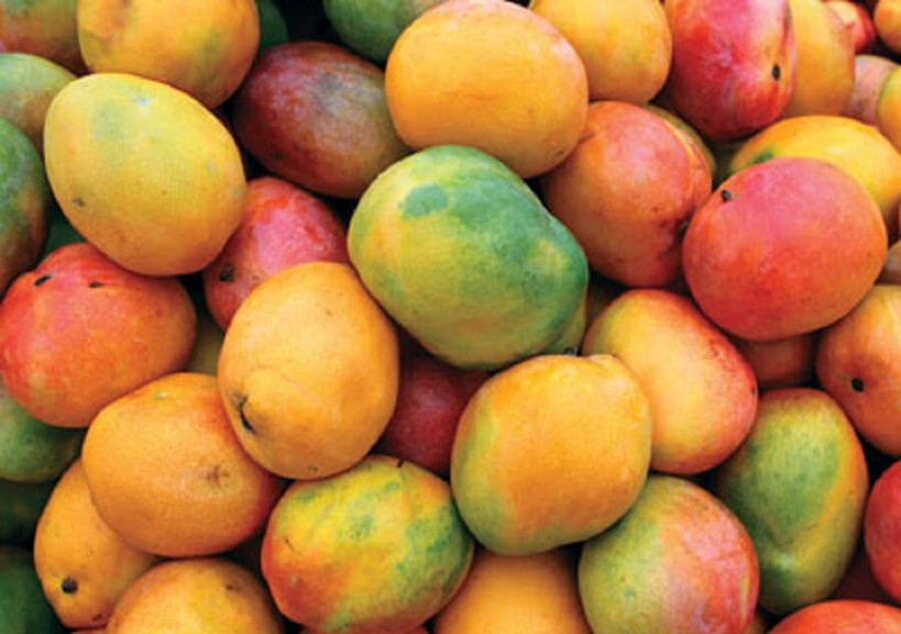 DIRE : abondance des mangues dans les marchés du cercle