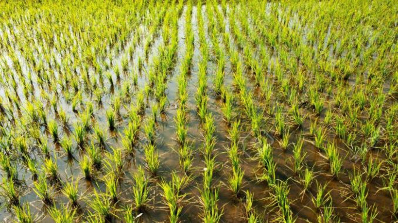 SAN : la coopérative des riziculteurs prête pour le démarrage de la campagne rizicole